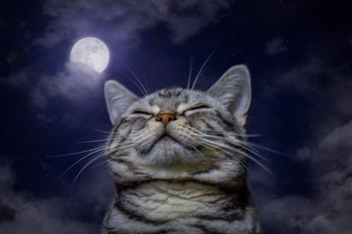 満月の下で目を瞑る猫