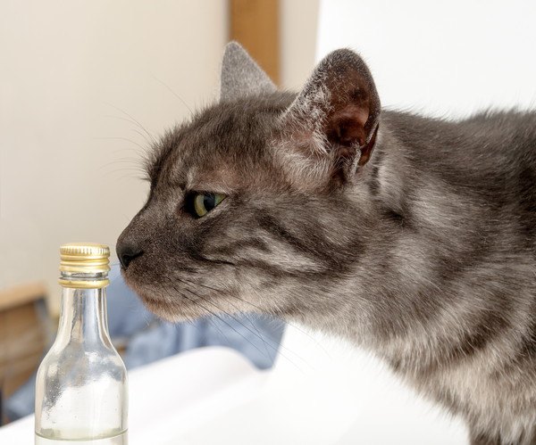 瓶の匂いを嗅ぐ猫