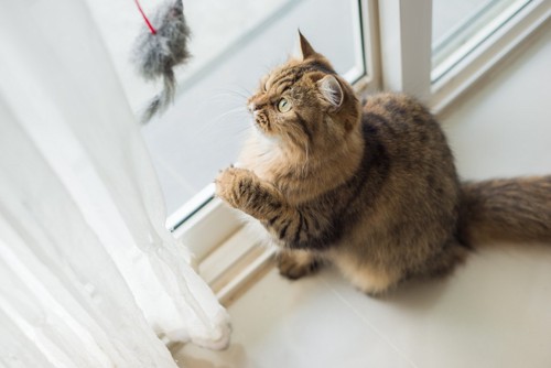 窓辺でじゃらしで遊ぶ猫