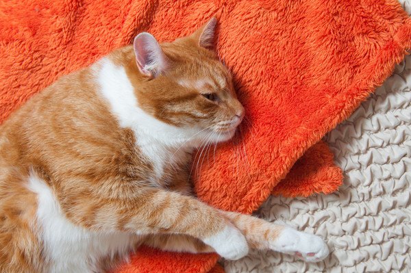 赤い布団に横たわる猫