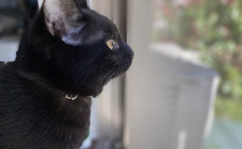 外を見ている黒猫