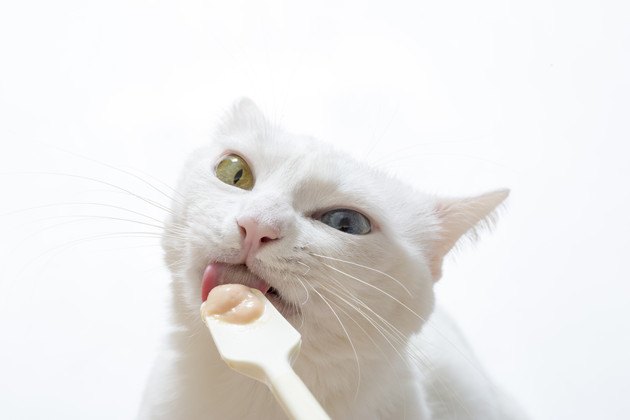 チャオを食べている猫