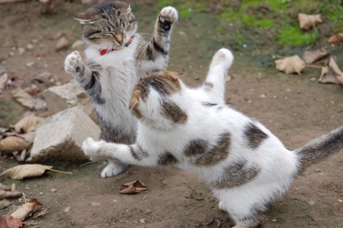 外で喧嘩する猫