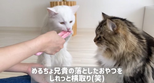 オヤツを食べる猫