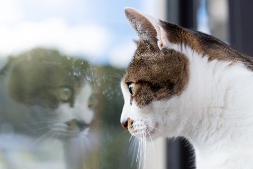 窓の外をじっと見つめる猫