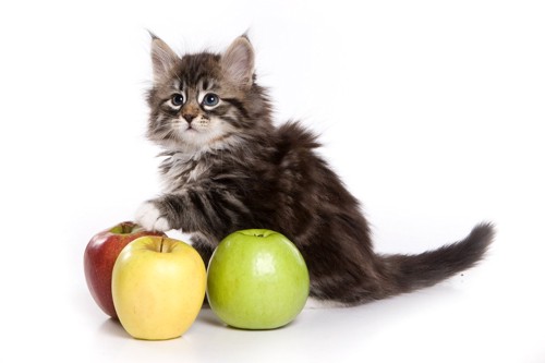 りんごと子猫