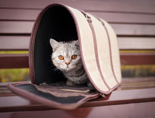 ベンチの上のキャリーバッグから顔を出す猫