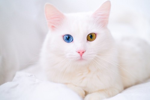 オッドアイの白い猫