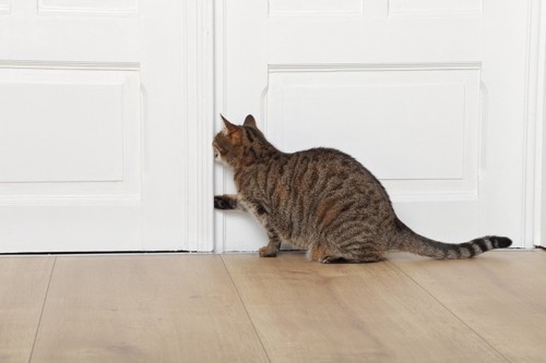 ドアの隙間から手を入れようとする猫