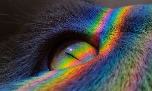 猫の目のアップとプリズムの光