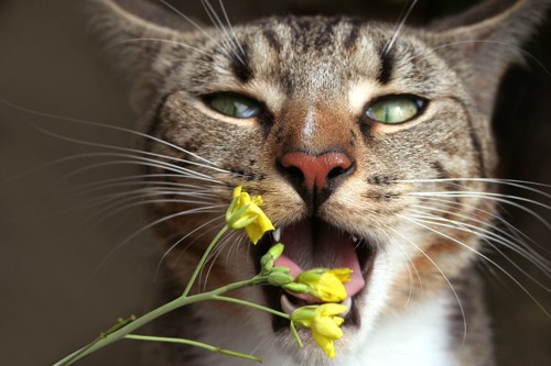 花をかじる猫