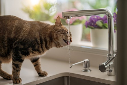 水道水を飲む猫