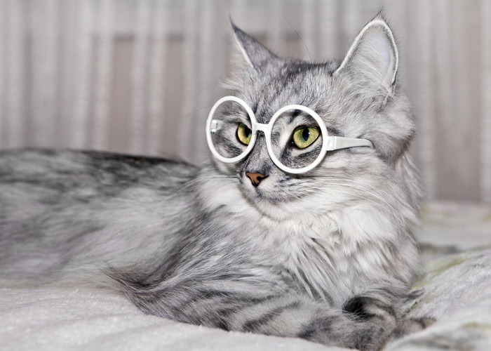 眼鏡の猫