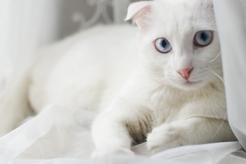 青い目の白猫