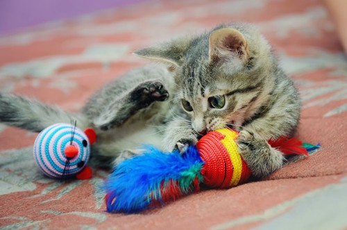 ネズミのおもちゃで遊ぶ子猫