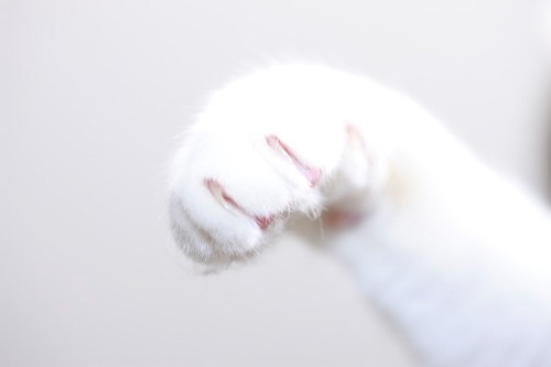 白い猫の手アップ