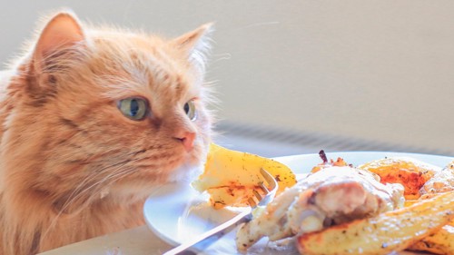 お皿の上の食事を見つめる猫