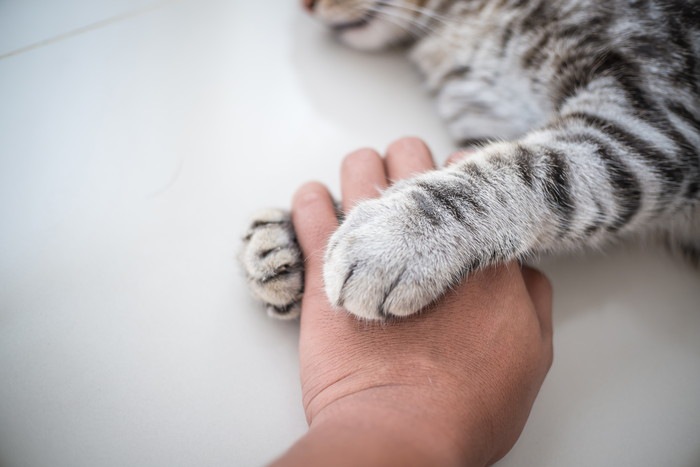 人の手を掴む猫の手