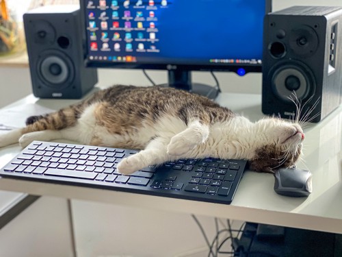 ディスプレイとキーボードの間で寝る猫