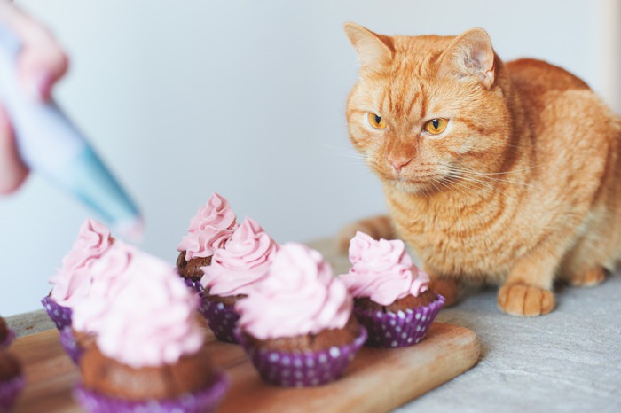 猫とカップケーキ