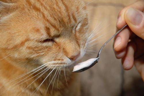 スプーンからオヤツを食べる猫