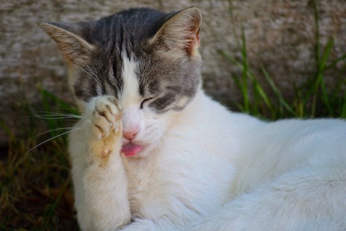 舌を出して顔を洗う猫
