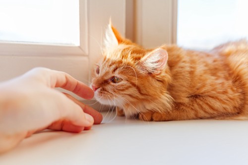 指のにおいを嗅ぐ茶色い猫
