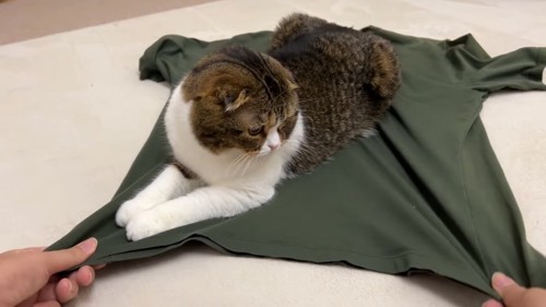 猫が乗るTシャツの裾を引っ張る人の手