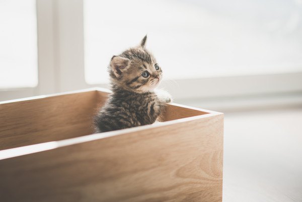 木の箱の中に子猫
