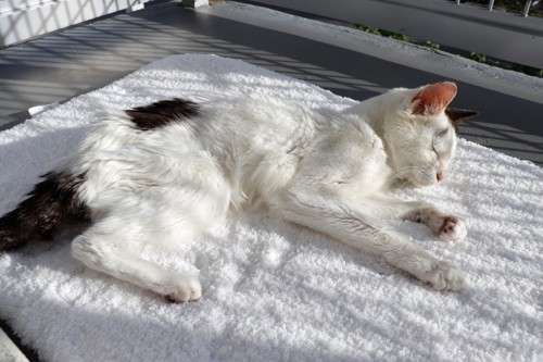ベランダの白いラグの上で目をつむる痩せた老猫
