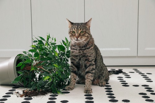 倒れた植木鉢と猫