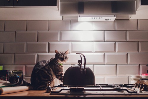 深夜のキッチンで遊ぶ猫