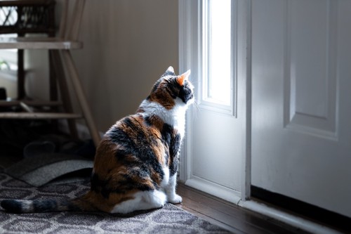 玄関前で待つ猫