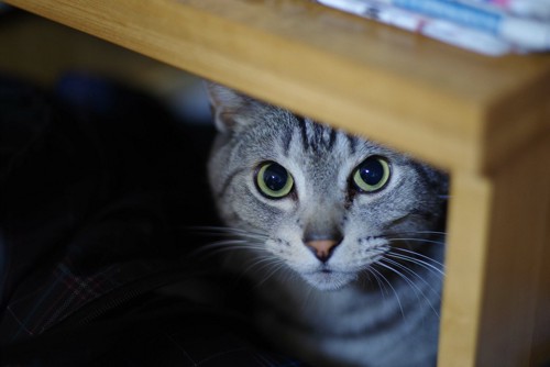 家具の下からこちらを見る猫
