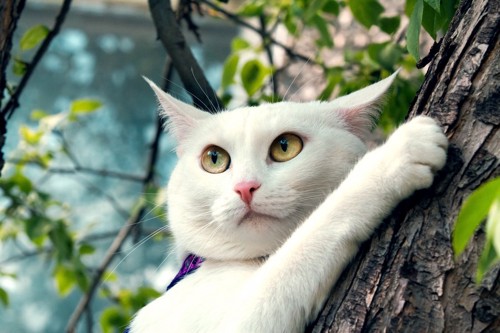 木登りをする猫