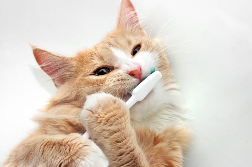 歯ブラシを噛む猫