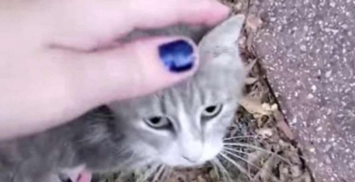 青いマニキュアの女性の手とキジトラ猫