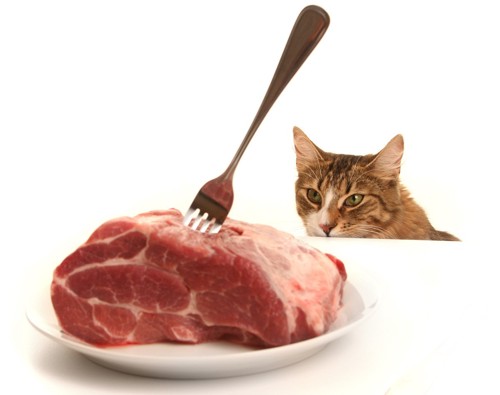 肉の塊を見る猫