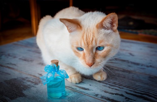 香水の瓶と猫