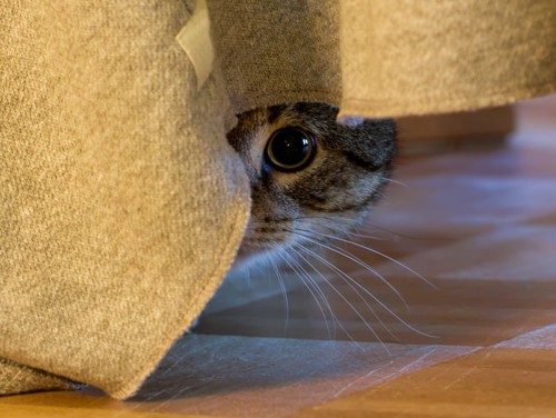 瞳孔を大きく開いてカーテンからのぞいている猫