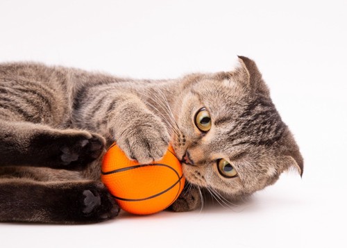 ボールを抱えている猫