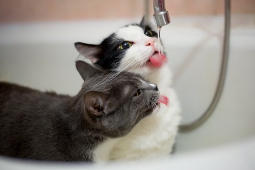 蛇口から水を飲む二匹の猫