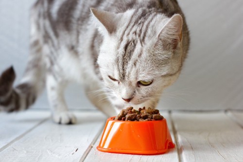 オレンジの器でご飯を食べている猫