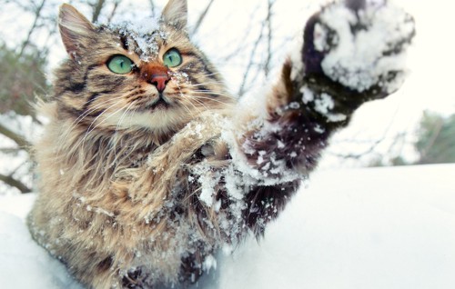 雪の中活発な長毛猫