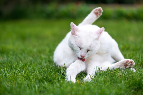 グルーミングする白い猫