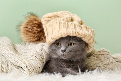 帽子をかぶった猫