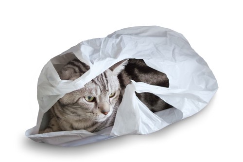 レジ袋で遊ぶ猫