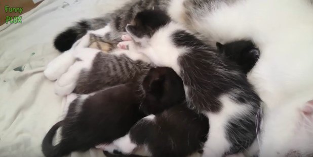 眠る猫家族