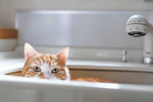 洗面台から顔を出す猫
