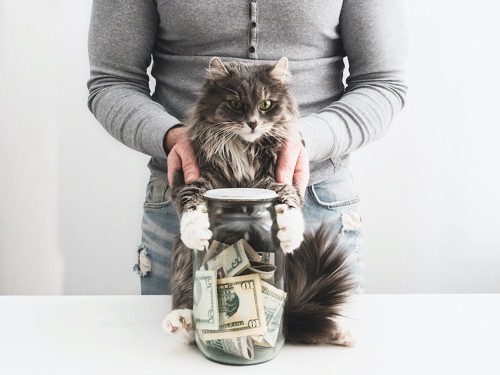 お金の入った瓶と飼い主に抱えられた猫
